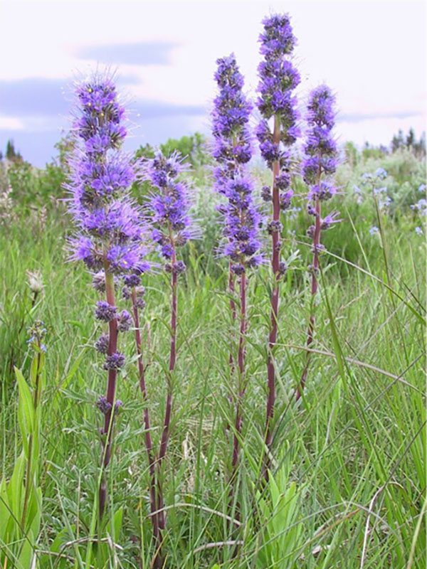 Silky phacelia.
