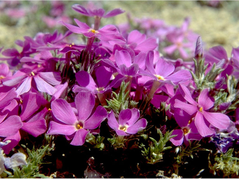 Opal phlox.