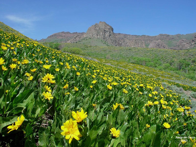 Subalpine Fens - Colorado Native Plant Society