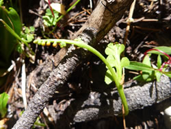 Botrychium crenulatum.