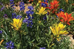 Castilleja christii.