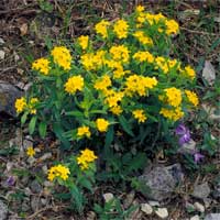 hoary puccoon.