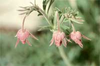 long-plumed avens.