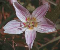 western spring beauty.