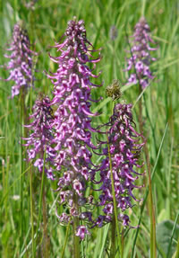 Pedicularis groenlandica