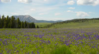 View of Sheep Mountain.