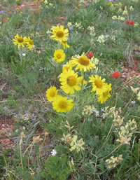 Hymenoxys grandiflora