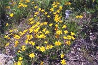 Arnica rydbergii.