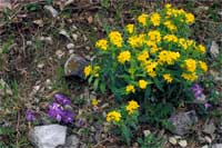 hoary puccoon.