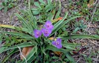 spiderwort.