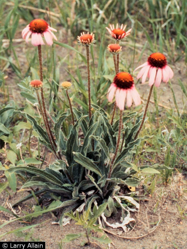 Blacksamson echinacea.