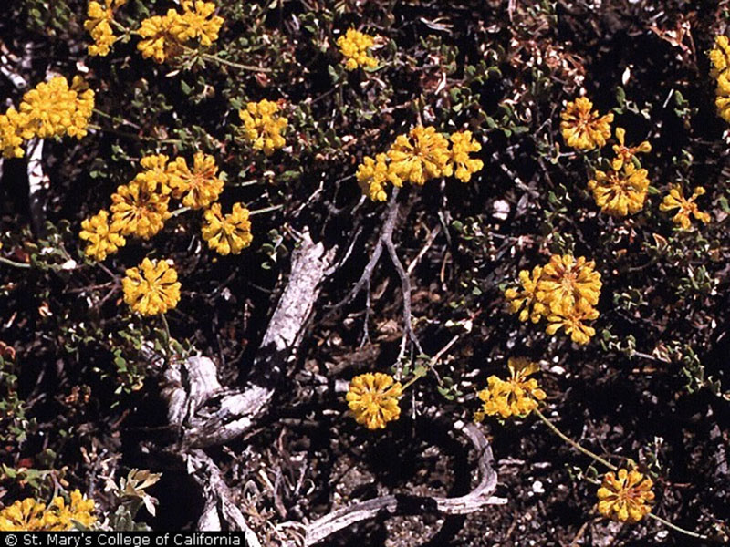 Sulphur-flower buckwheat.