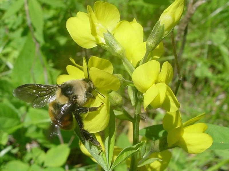 Bee on false lupine.