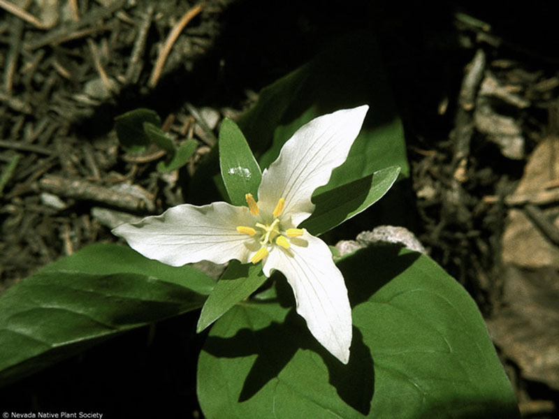 Pacific trillium.