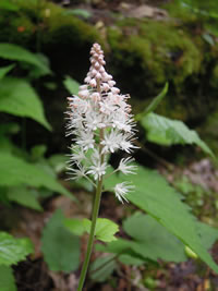 Foamflower (Tiarella cordifolia).