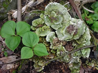 ferns, mosses, and fungi.