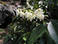 Mountain fetterbush.