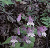 Eastern Gray Beardtongue.