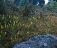Roan Mountain Goldenrod.