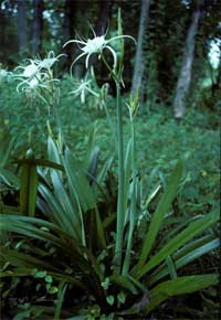 Spider Lily.