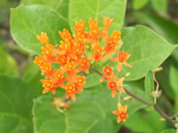 Asclepias tuberosa