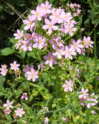 Sabatia angularis