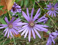 Symphyotrichum gerogianum