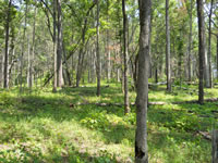 Recovery in the herbaceous understory after prescribed fire.