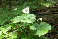 Trillium simile.