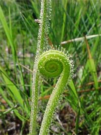Tracy's Threadleaf Sundew.