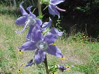 Tall bellflower