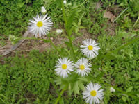 Daisy fleabane