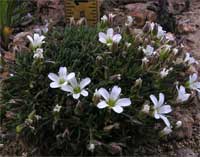 alpine sandwort.