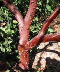 A the smooth red bark of manzanita.