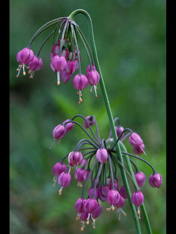 Nodding onion.