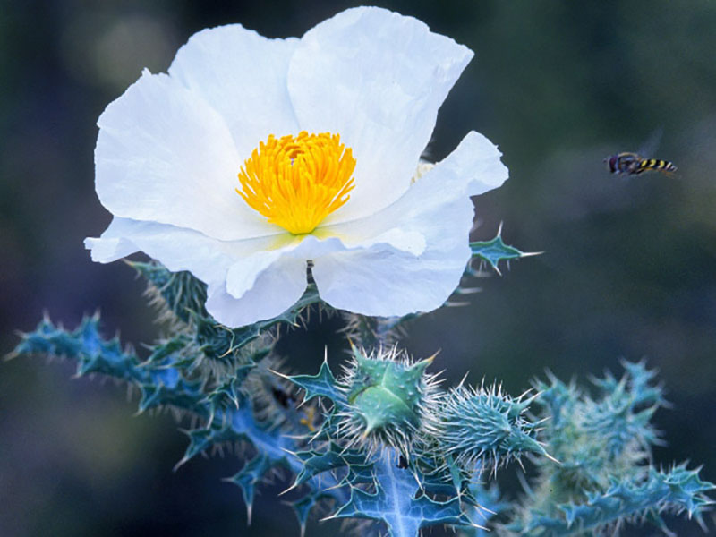 Sacramento prickly poppy.