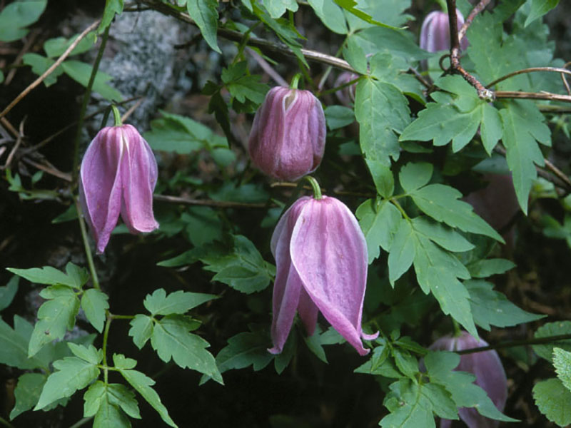 Rock clematis.