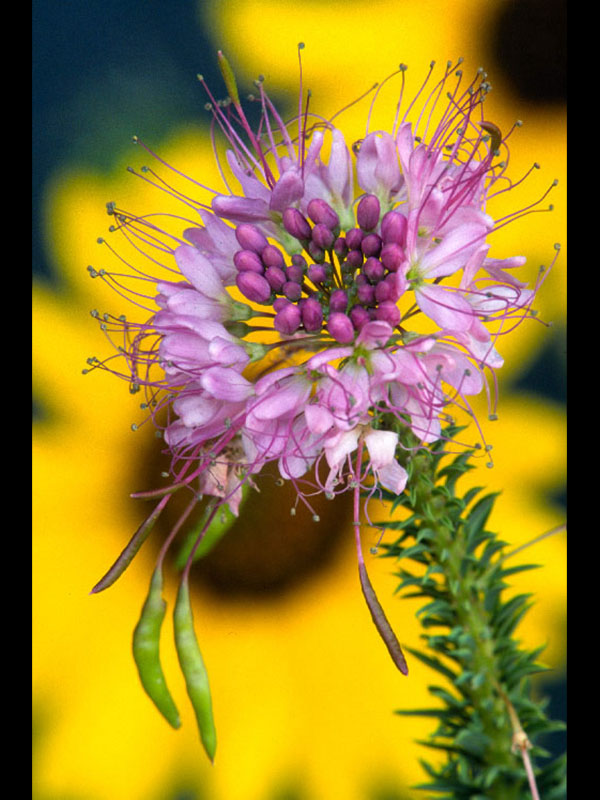 Rocky Mountain beeplant.