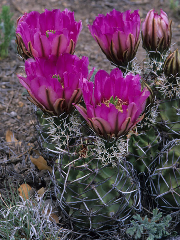 Kuenzler's hedgehog cactus.