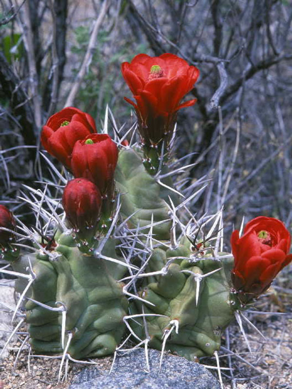 Kingcup cactus.