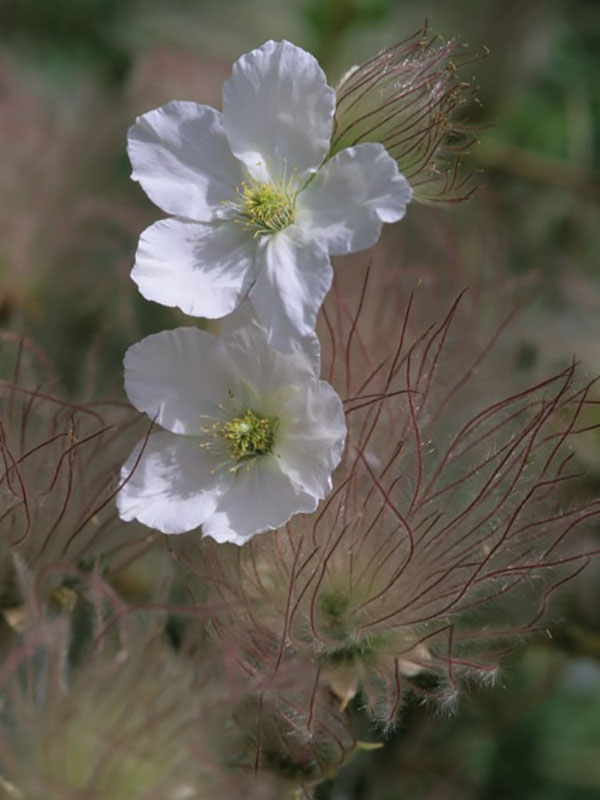 Apache plume.