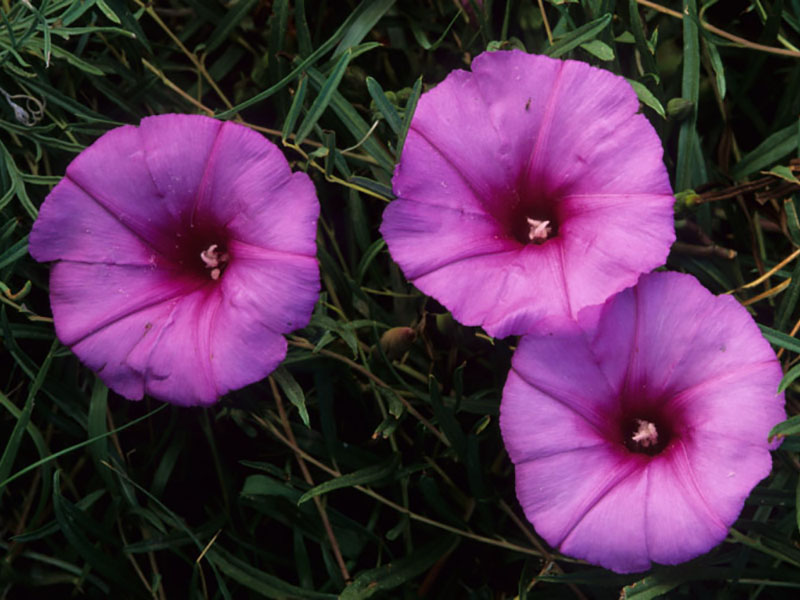 Bush morning-glory.