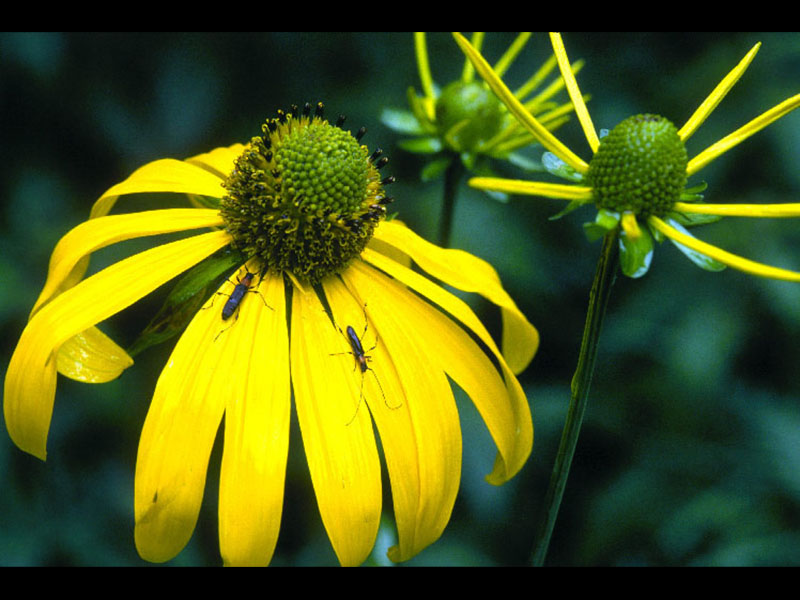 Cutleaf coneflower.