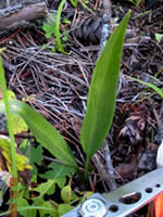 The leaves of Microthelys rubrocallosa.