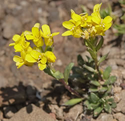 Heil’s alpine whitlowgrass.