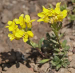 Heil's alpine whitlowgrass.