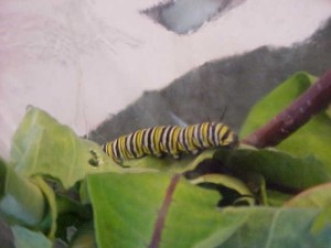 The following text describes this image.