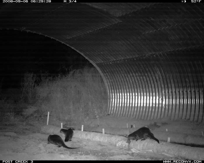 Otters on US 93 underpass monitored with cameras. Courtesy CSKT.